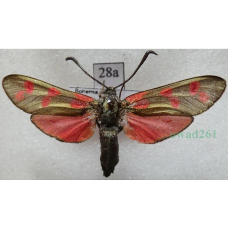 Zygaena filipendulae (Linnaeus, 1758) Kraśnik sześcioplamek Czech28a